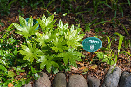 A bush of green plant growing in the wildの写真素材