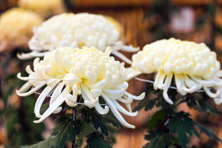 Beautiful white chrysanthemum in a closed Japanese garden. Close-upの写真素材