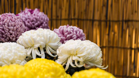 Beautiful colorful chrysanthemums in a closed Japanese garden. Close-upの写真素材