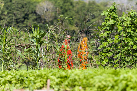 LUANG PRABANG, LAOS - JANUARY 11, 2017: Cultivation of cucumbers in the garden. Copy space for textのeditorial素材