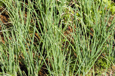 Green onion grows in the garden, Luang Prabang, Laos. Close-up