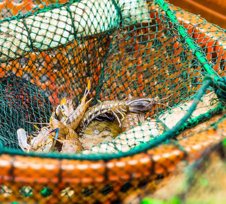 Crabs and prawns for sale in the local market, Halong, Vietnam. Close-up