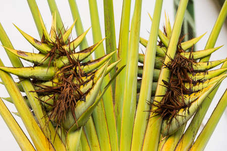 Seeds of banana tree, Luang Prabang, Laos. Close-up