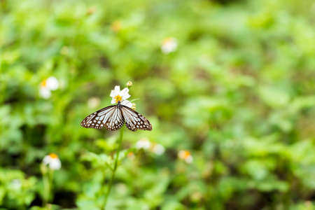 Butterfly (Paper kite) on a white flower, Luang Prabang, Laos. Close-up