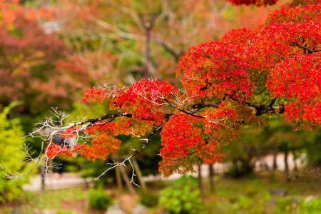 View of the autumn landscape of the city park in Kyoto, Japan. Close-upの写真素材