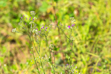Wildflowers in the field, Bagan, Myanmar. Close-up