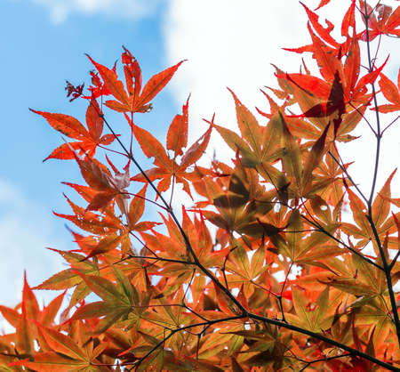 Maple leaves against the blue sky, Hakone, Japan. Close-up