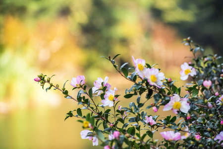The tree blossomed in the Shinjuku city park, Tokyo, Japan. Blurred backgroundの写真素材