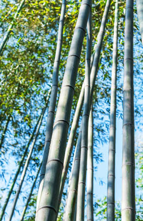 Bamboo Forest Arashiyama, Japan, Kyoto. Bottom view