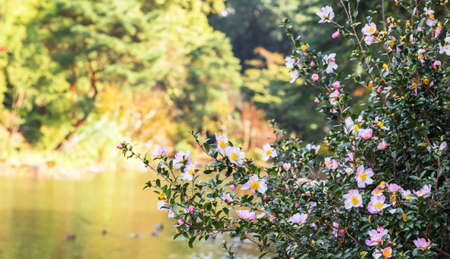 The tree blossomed in the Shinjuku city park, Tokyo, Japan.の写真素材