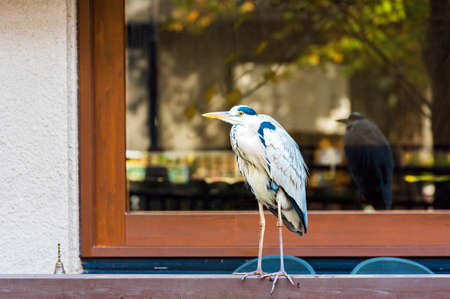 The heron stands in the background of the window, Kyoto, Japan. Copy space for textの写真素材