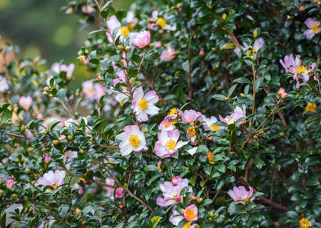 The tree blossomed in the Shinjuku city park, Tokyo, Japan. Close-upの写真素材