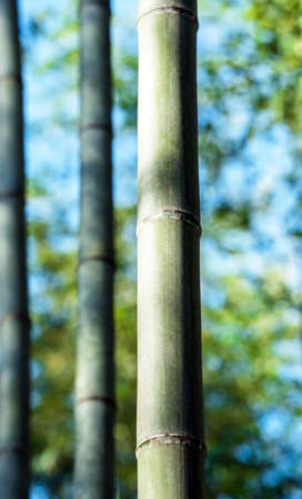 Stems of bamboo in the forest of Arasiyama, Japan, Kyoto. Close-upの写真素材