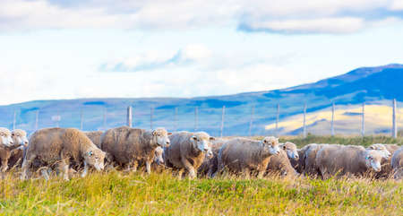 Flock of sheep at Patagonia, Chile. Copy space for textの写真素材
