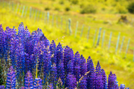 View of the flowering lupines in the national park Torres del Paine, Patagonia, Chile. With selective focusの写真素材
