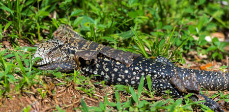 Lizard in the sun molting, Garganta del Diablo, Brazil, Argentina