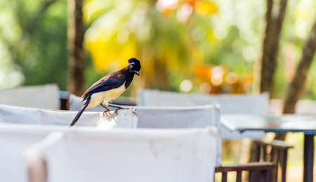Beautiful bird on a chair in a cafe, Garganta del Diablo, Brazil, Argentina. Copy space for text. With selective focusの写真素材