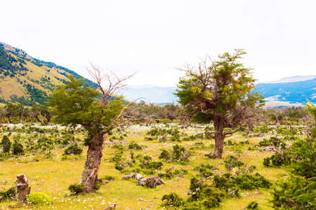 Landscape, view of dry trees against the background of mountains, Patagonia, Chile. Copy space for...