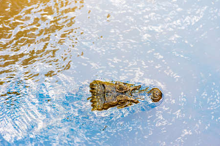Crocodile under water in the zoo, Garganta del Diablo, Brazil, Argentina. Top view. Copy space for textの写真素材