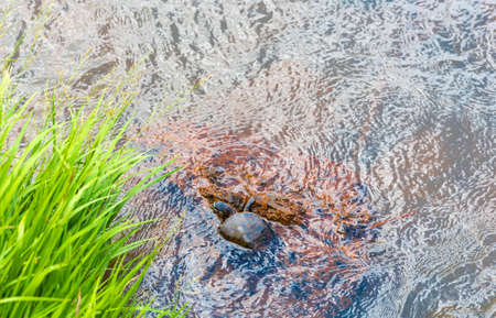 Tortoise on the river Iguazu, Garganta del Diablo, Brazil, Argentina. Copy space for textの写真素材