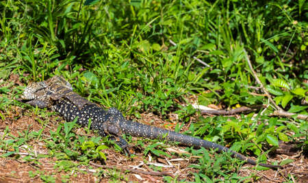 Lizard in the sun molting, Garganta del Diablo, Brazil, Argentina