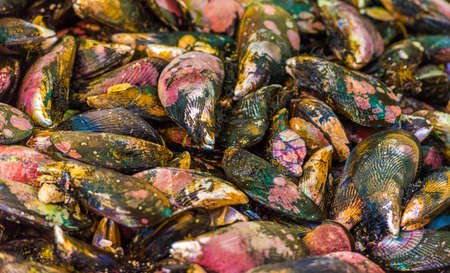 Mollusks only from the ocean, Puerto Montt, Chile. Close-up