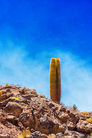 Cactus in the desert Atacama, Chile. Copy space for text. Verticalの写真素材