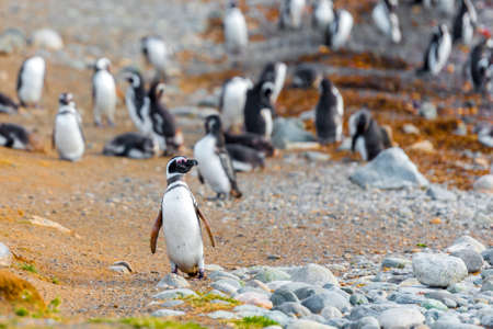 A group of Magellanic Penguin, Spheniscus magellanicus, Isla Magdalena, Patagonia, Chileの写真素材