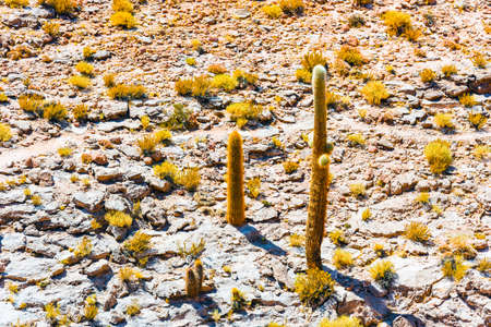 Cactus in the Atacama desert, Chileの写真素材