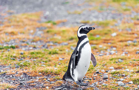Magellanic Penguin, Spheniscus magellanicus, Isla Magdalena, Patagonia, Chile. With selective focusの写真素材
