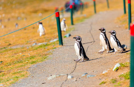 A group of Magellanic Penguin, Spheniscus magellanicus, Isla Magdalena, Patagonia, Chileの写真素材