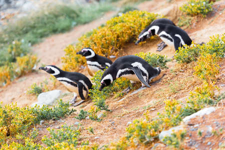 A group of Magellanic Penguin, Spheniscus magellanicus, Isla Magdalena, Patagonia, Chileの写真素材
