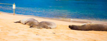 Seals lying on a sandy beach in Kauai, Hawaii Islands, USAの写真素材