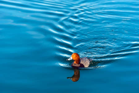 A duck swims on Lake Mead, Nevada, USA. Copy space for textの写真素材
