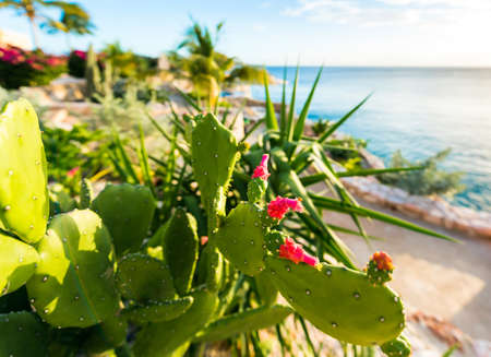 Playa Lagun, Curacao, Netherlands. With selective focus