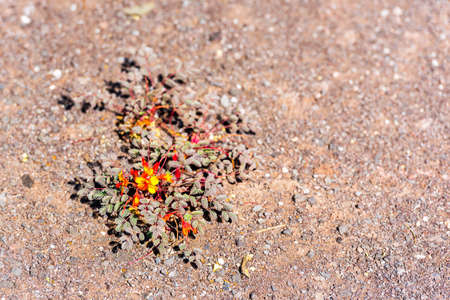 Flowers in the Atacama desert, Chile. With selective focus