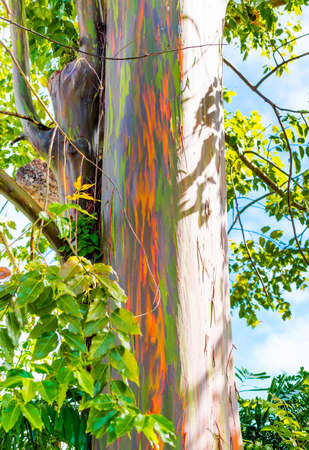 View of the rainbow eucalyptus, Kauai, Hawaii, USA. Verticalの写真素材