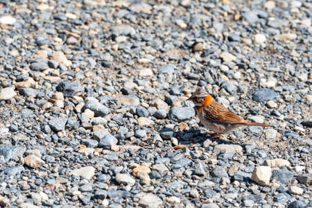 Sparrow sitting on the rocks, Patagonia, Chile, South Americaの写真素材