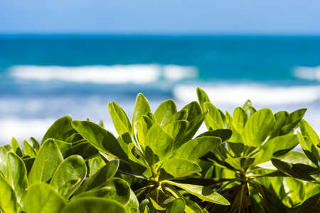Green plants, Kauai, Hawaii, USA. With selective focusの写真素材