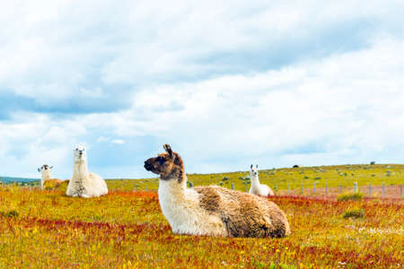 A flock of Lamas in the Atacama desert, South America, Chileの写真素材