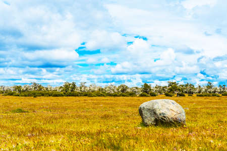 Landscape, dry trees covered with moss, Patagonia, Chileの写真素材