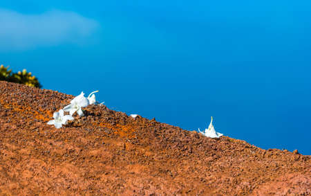 White flowers on the sky against the blue sky, Kauai, Hawaii, USA. With selective focusの写真素材