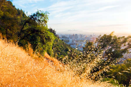 Yellow dry spikelets on the hill of San Cristobal, Santiago, Chile. With selective focusの写真素材