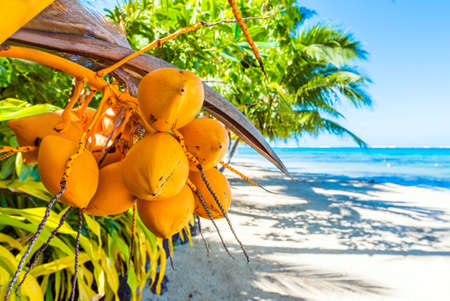 Coconuts on the palm tree in the lagoon, French Polynesia. Close-up. With selective focus