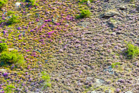 View of the plants on the mountainside, Southern Alps, New Zealand sortiertの写真素材