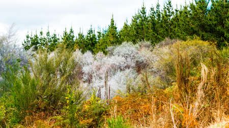 View of the forest in Wai-O-Tapu Geothermal Wonderland, Rotorua, New Zealand
