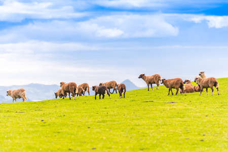 A flock of sheep in the meadow, New Zealand. Copy space for textの写真素材