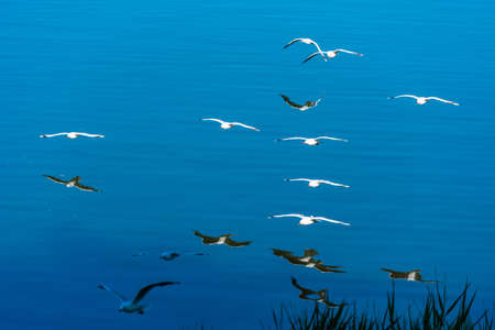 A flock of seagulls on the background of the sea, Gold Coast, Queensland, Australiaの写真素材