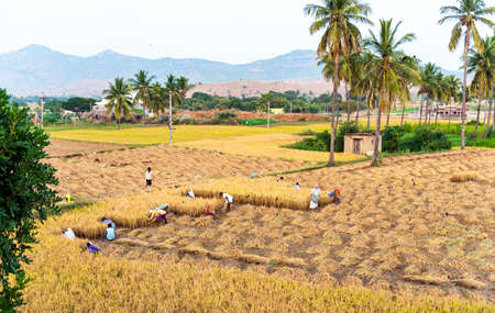 PUTTAPARTHI, INDIA - NOVEMBER 29, 2018: View of the Indian rural landscapeのeditorial素材