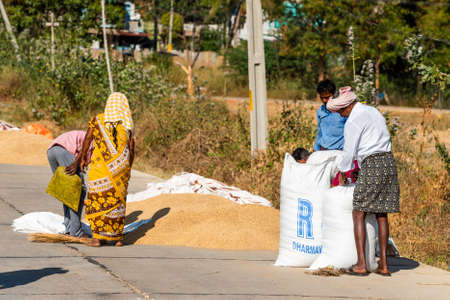 PUTTAPARTHI, INDIA - NOVEMBER 29, 2018: Indian people working at the street with harvest of rice